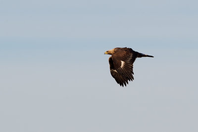 Golden Eagle