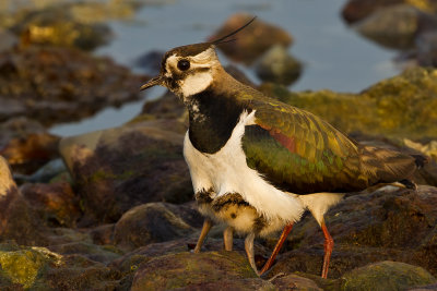 Northern Lapwing with young