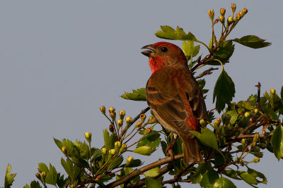 Common Rosefinch