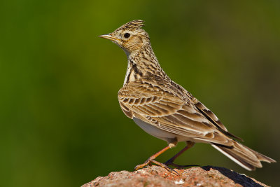 Skylark