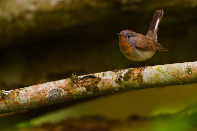  Red-breasted Flycatcher 