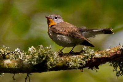  Red-breasted Flycatcher 