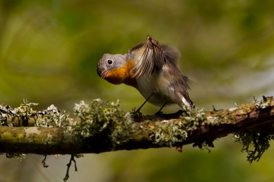  Red-breasted Flycatcher 