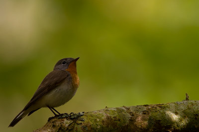  Red-breasted Flycatcher 