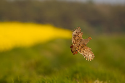 Grey Partridge