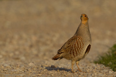 Grey Partridge