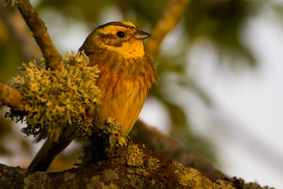 Yellowhammer