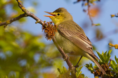 Icterine Warbler