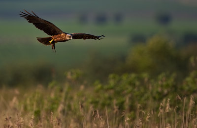 Western Marsh Harrier with rodent