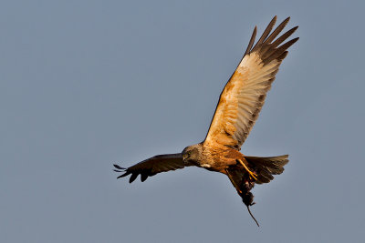 Western Marsh Harrier with rodent