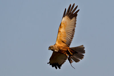 Western Marsh Harrier with rodent