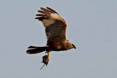 Western Marsh Harrier with rodent
