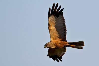 Western Marsh Harrier