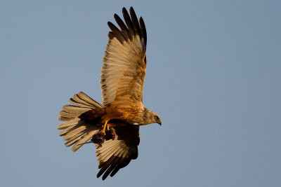 Western Marsh Harrier with rodent