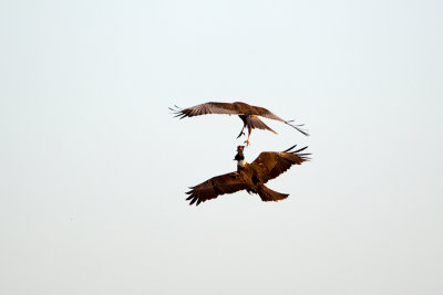 Western Marsh Harrier male drop a rodent to female