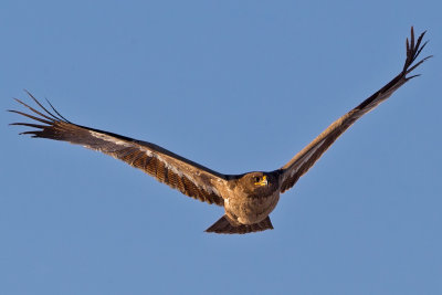 Stpprn Aquila nipalensis Steppe Eagle