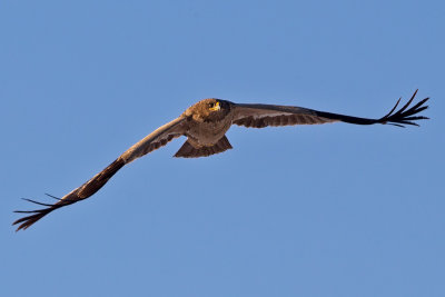 Stpprn Aquila nipalensis Steppe Eagle