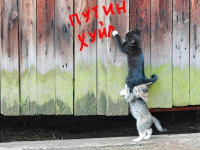 cats.jpg