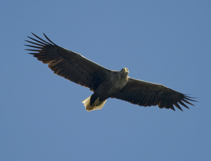 White Tailed (sea) Eagle