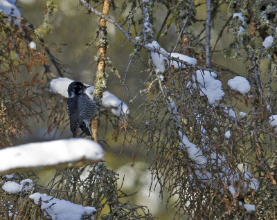 3toed woodpecker2.jpg