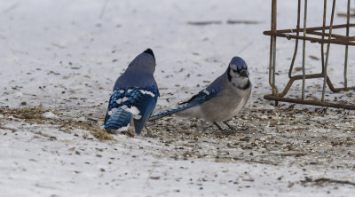 blue jay 2.jpg