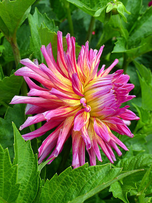 Dahlia Dell/Golden Gate Park/San Francisco, CA