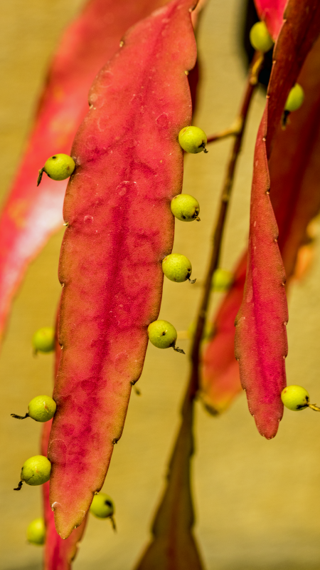 P7065240.png