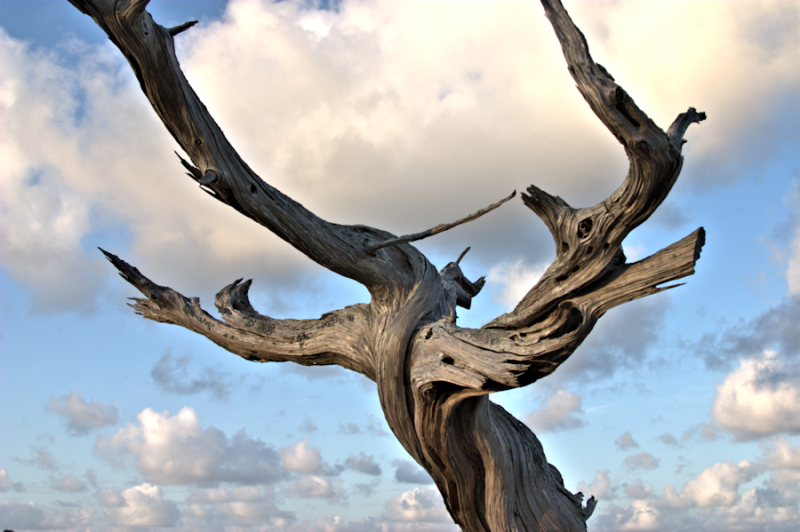 CRW_5129 -1Tree.png