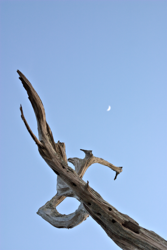 CRW_5137 -1tree.png