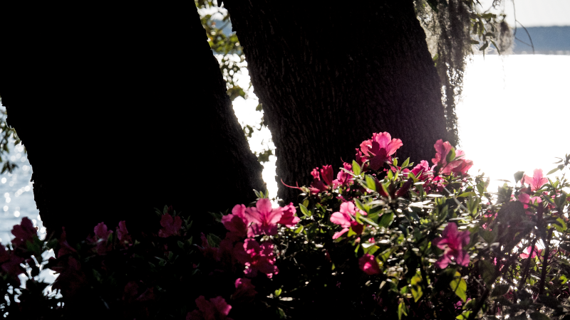P2160459db.png