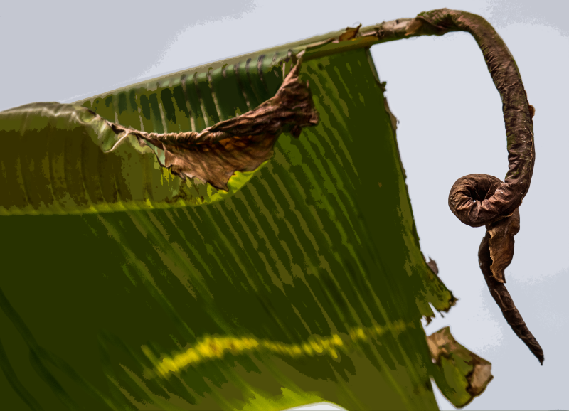 P2160791crCOpd.png