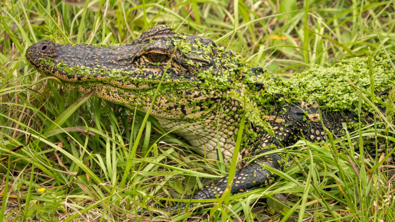 Natura Color