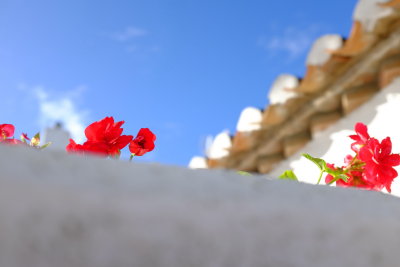 Geraniums Timid