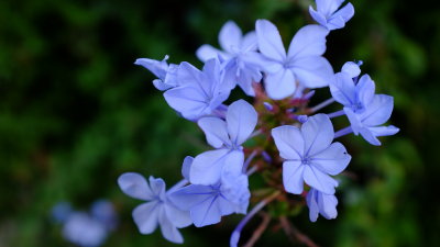 Florecillas de Montejaque