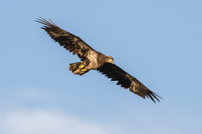 Bald Eagles - 14 July 2013