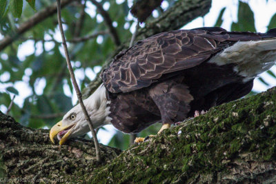 Bald Eagle - 17 July2013