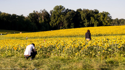 sunflower_14sept2013