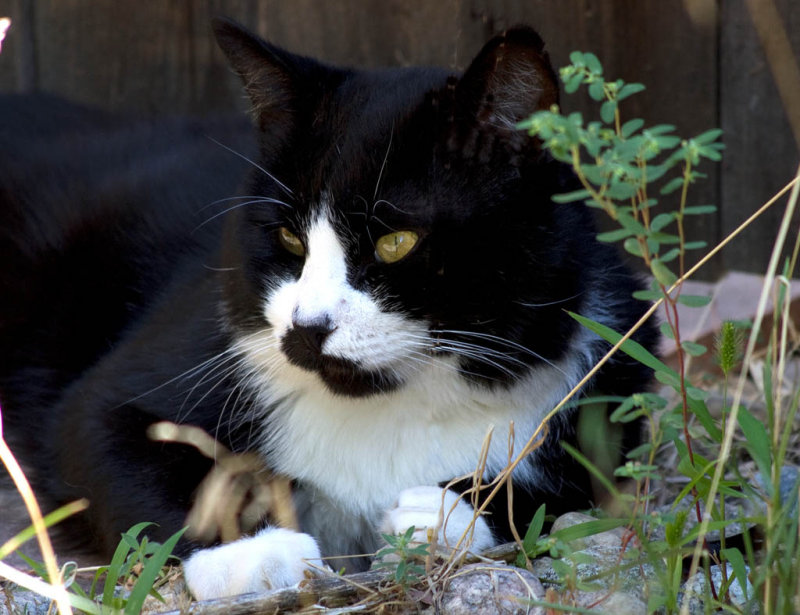 Stray Cat