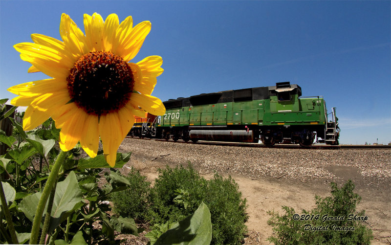 bnsf2700_east_flower_power_at_keensburg_co.jpg