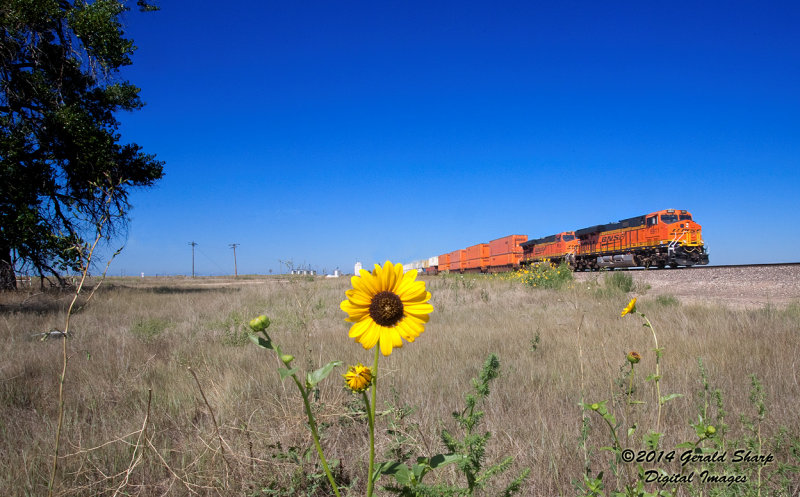 BNSF 6911 East At Roggen, CO