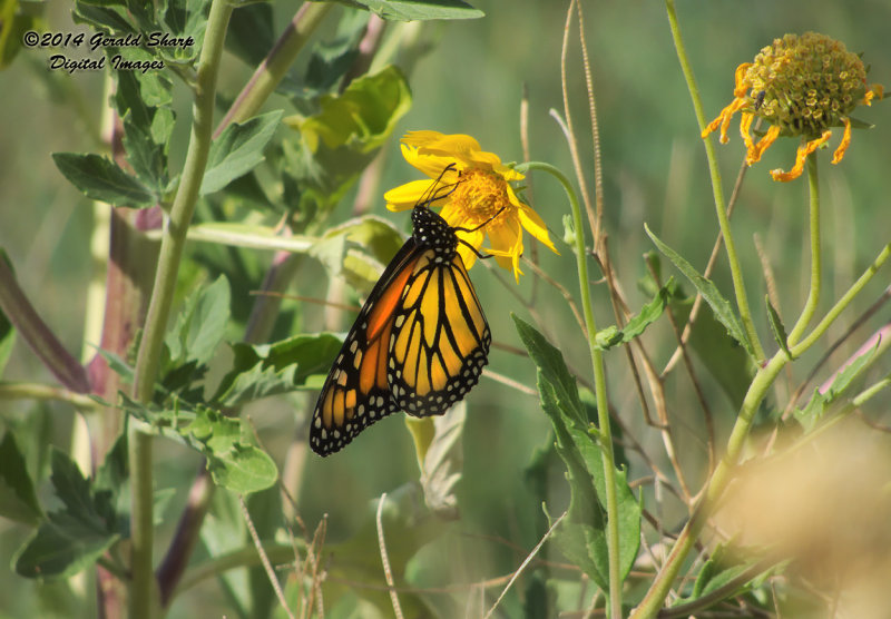 butterfly_and_flower_near_hudson_co_2.jpg
