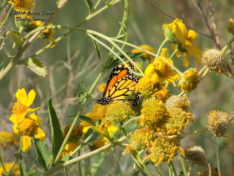 butterfly_and_flower_near_hudson_co_3.jpg