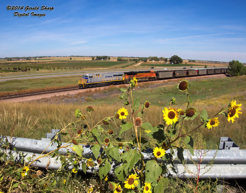 crex1421_west_at_tonville_co.jpg
