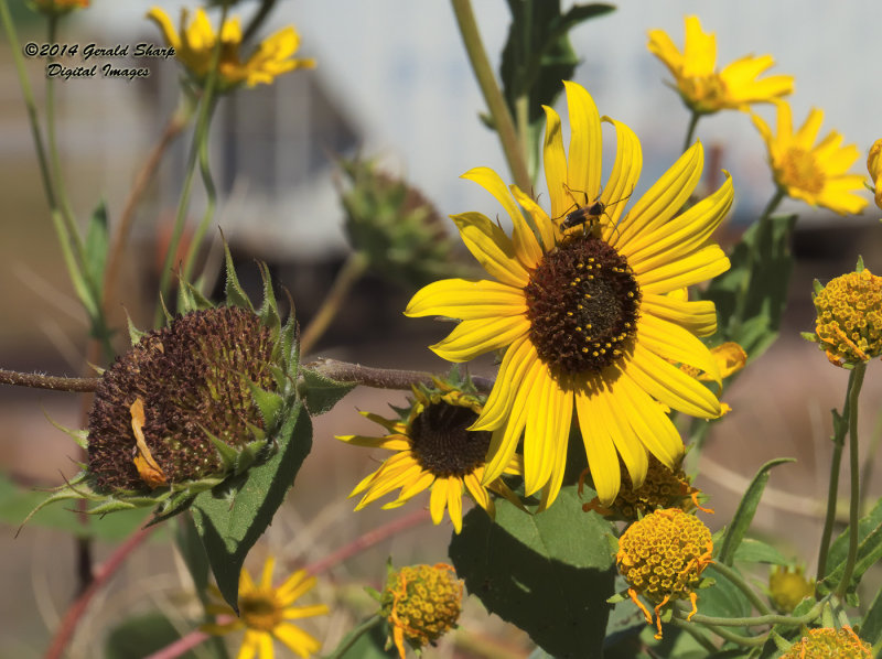 train_flower_and_bug.jpg