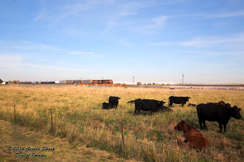 bnsf_south_and_cows_at_sss_longs_peak_co.jpg