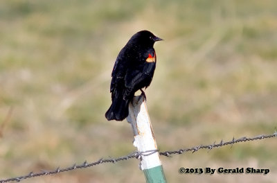 Red Wing Blackbird