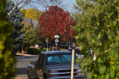 autumn_leaves_on_frontier_street.jpg