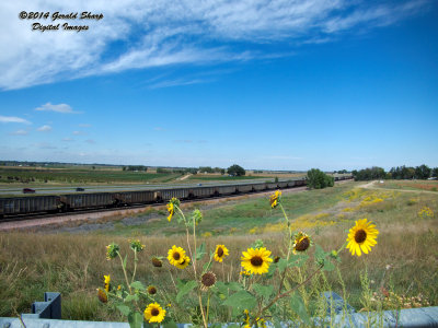 sunflowers_coal_hoppers_at_tonville.jpg