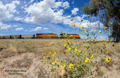 BNSF 6331 East At East Roggen, CO.jpg