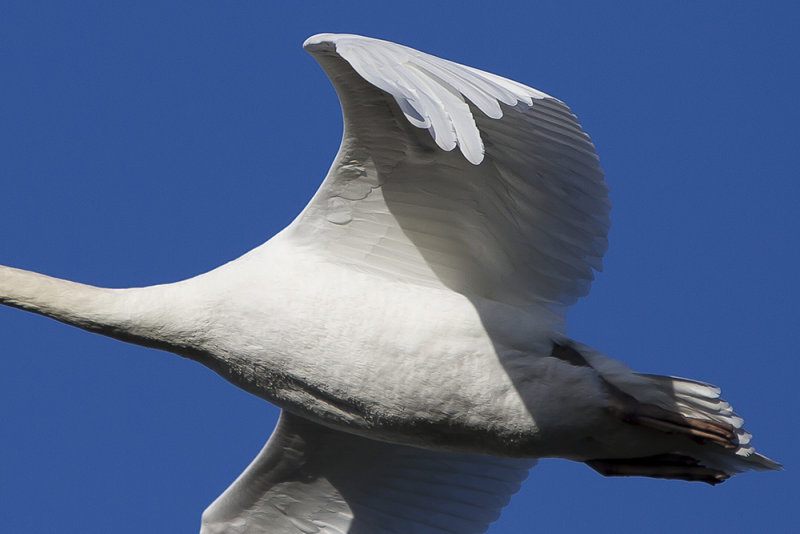 Sous le cygne... dune belle journe